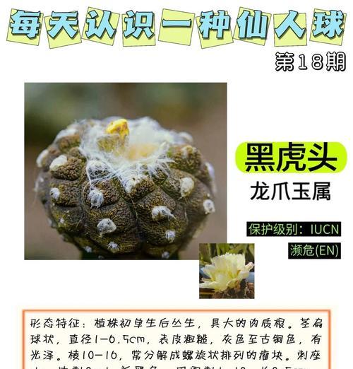 黑魔龙仙人球好养吗？正确的养护技巧是什么？