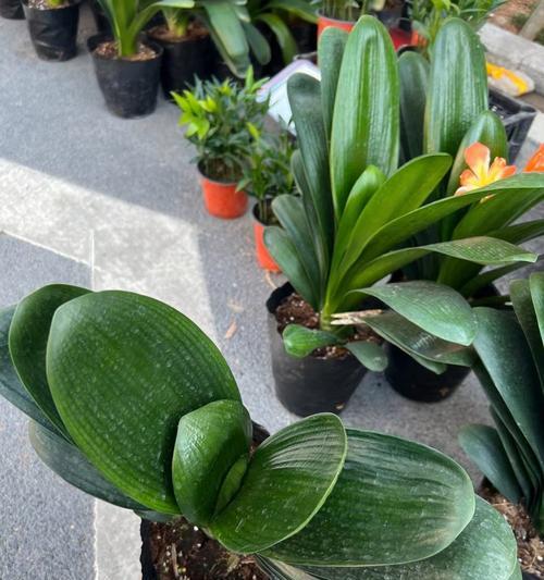 植物盆栽君子兰的养护和管理方法是什么？