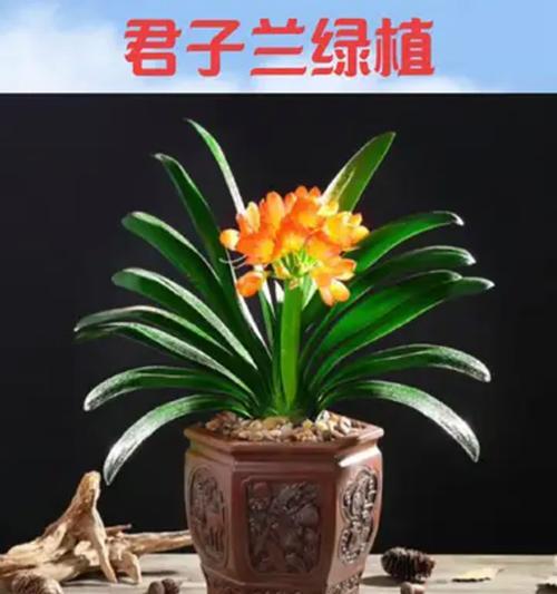 植物盆栽君子兰的养护和管理方法是什么？