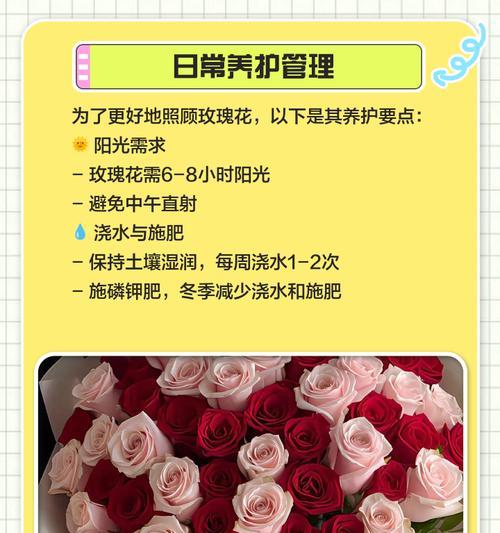玫瑰花带刺如何种植？种植时应注意哪些问题？
