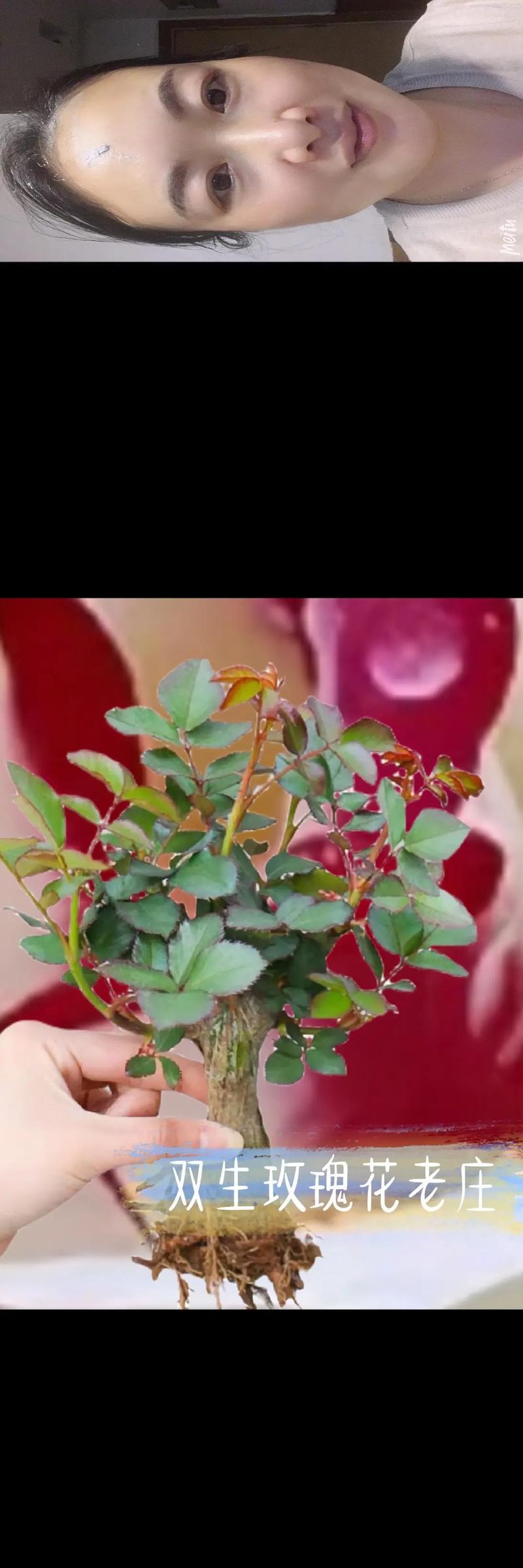 玫瑰花带刺如何种植？种植时应注意哪些问题？