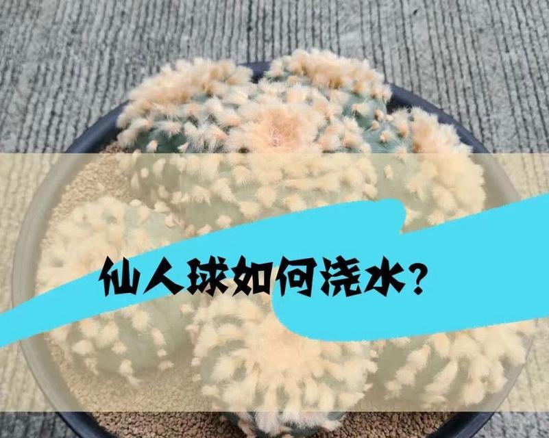 仙人球浇水后发绿变软是什么原因？如何解决？