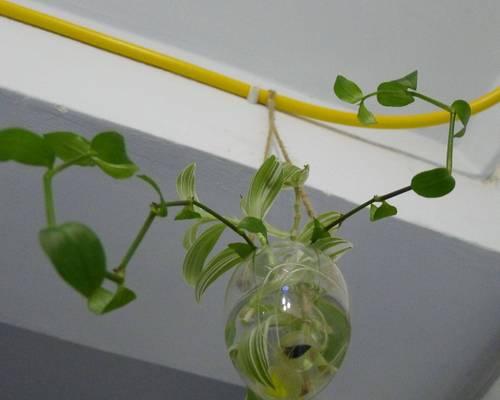 老根玫瑰花水培方法是什么？