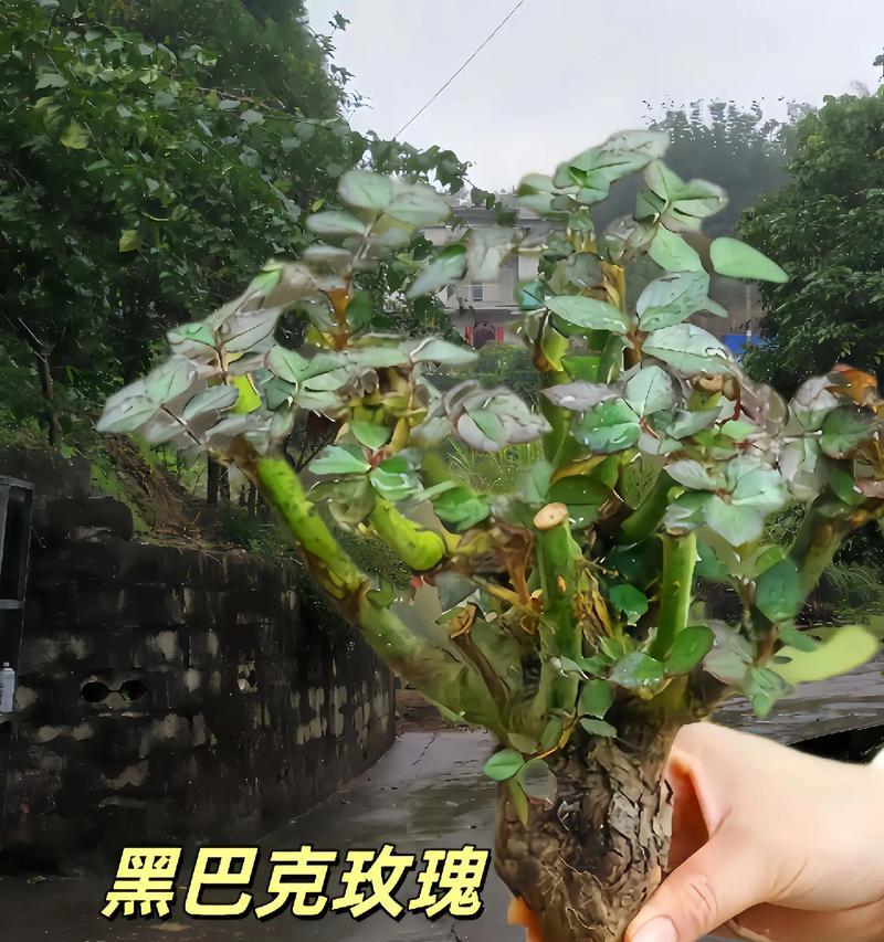老根玫瑰花水培方法是什么？