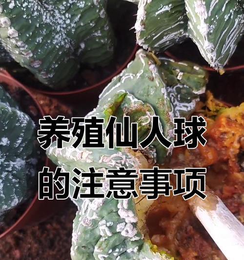 仙人球西瓜球的养护技巧有哪些？