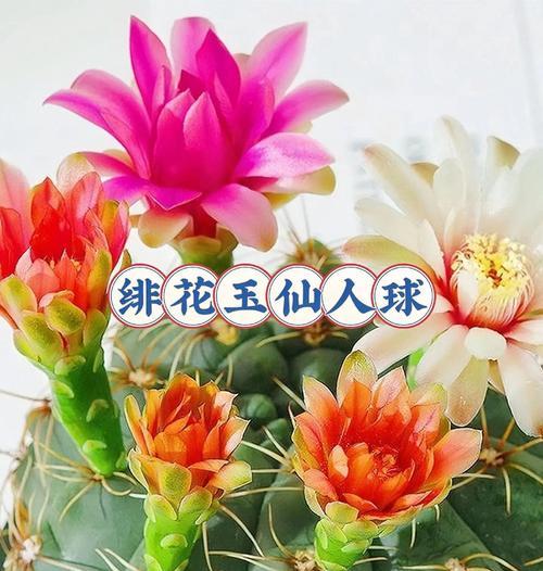 仙人球西瓜球的养护技巧有哪些？