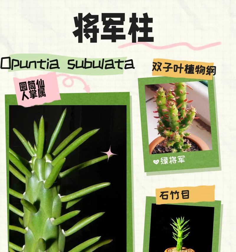 新买的仙人球冬季如何栽种？