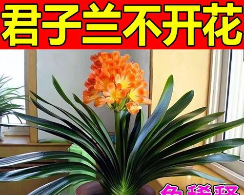 君子兰洒营养液后如何养护？