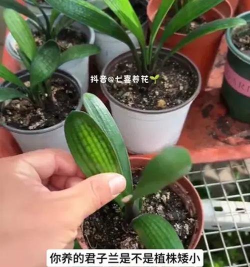 君子兰洒营养液后如何养护？