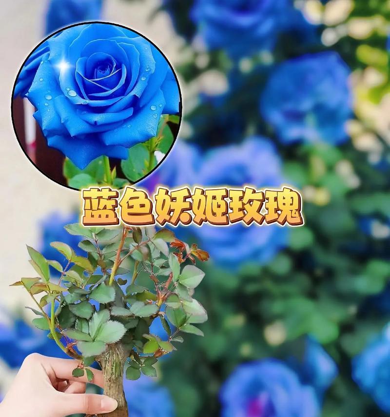 蓝色八仙花的花语和寓意是什么？它象征着什么？