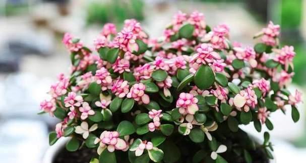 金枝玉叶花的花语是什么？它象征着什么？