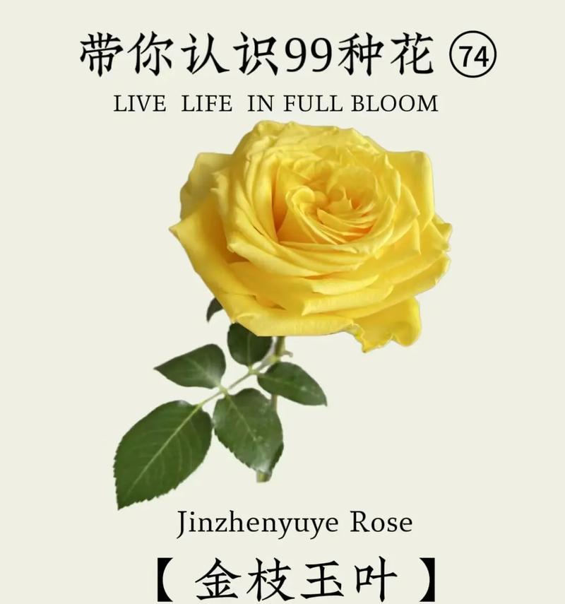 金枝玉叶花的花语是什么？它象征着什么？