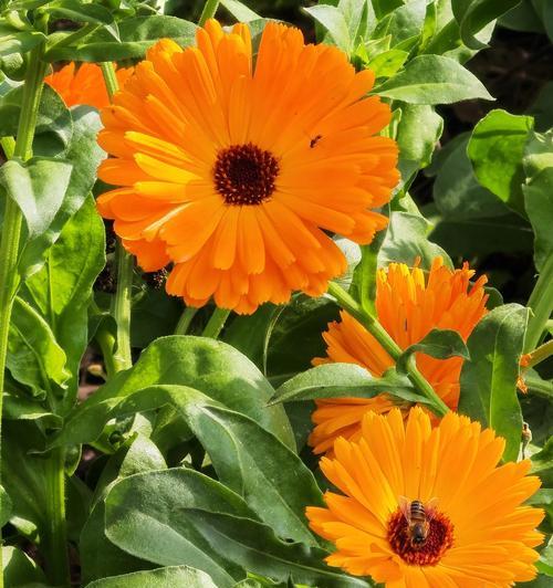 红菊花和哪种花的花语相同？它们代表了怎样的情感？