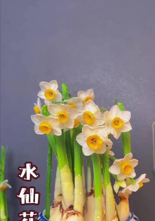 水仙花的花语有哪些特别之处？