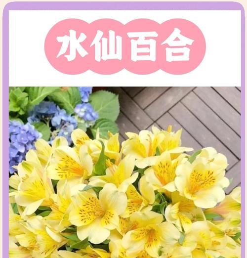 水仙花的花语有哪些特别之处？