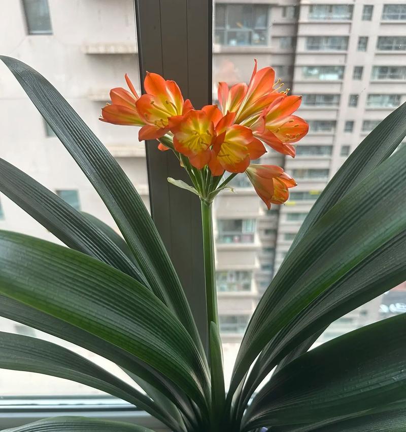 君子兰的花语是什么？