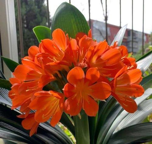 君子兰的花语是什么？