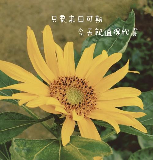 两支向日葵的花语寓意是什么？