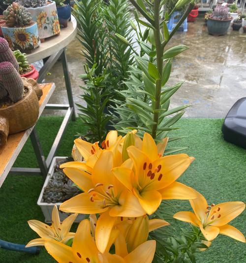 橘色百合花的花语是什么？