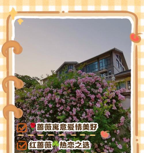 蔷薇花语是什么？蔷薇代表了哪些情感？