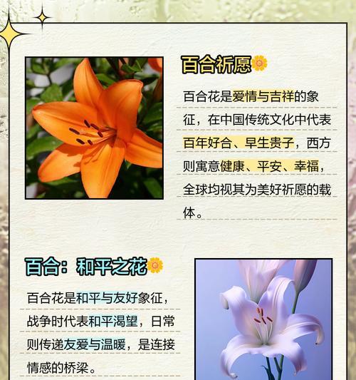 白百合花的花语象征着什么？它传递了哪些情感？
