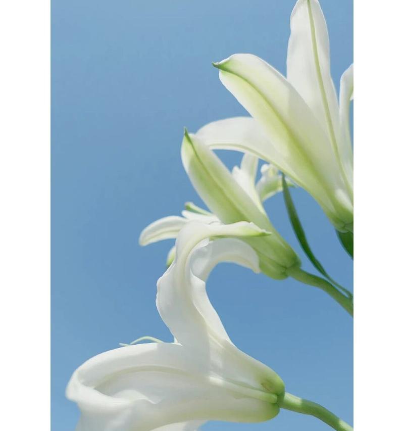 白百合花的花语象征着什么？它传递了哪些情感？
