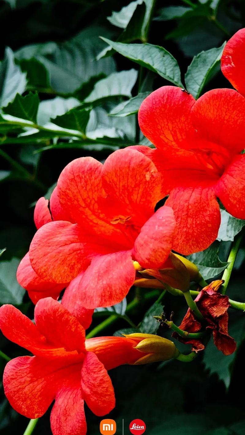 哪些花卉的花语是冷漠和高孤？它们各自代表了什么？