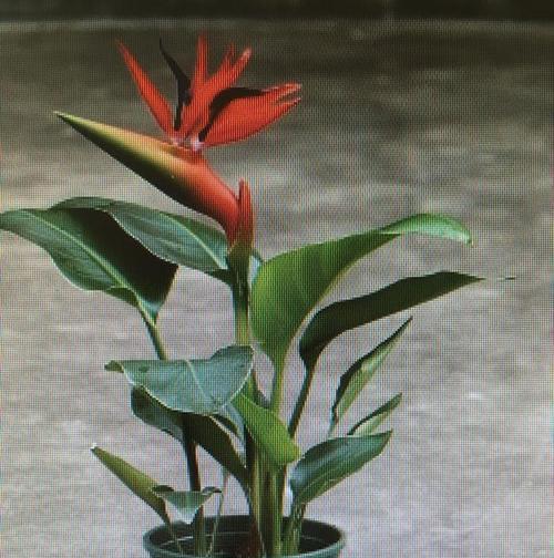 哪些花卉的花语是冷漠和高孤？它们各自代表了什么？