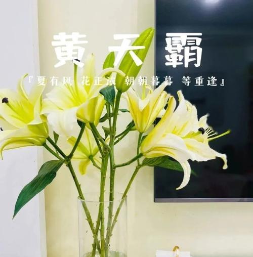 百合黄天霸的花语含义是什么？它代表了哪些情感？