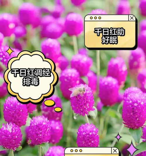 百日红花语是什么？百日红象征着什么？