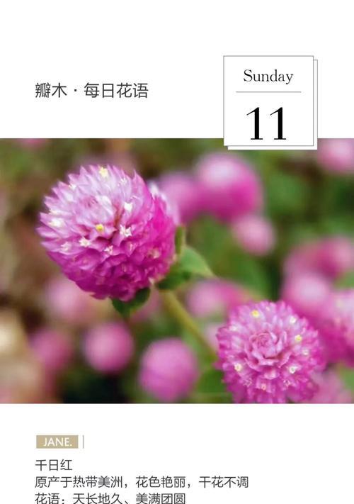 百日红花语是什么？百日红象征着什么？