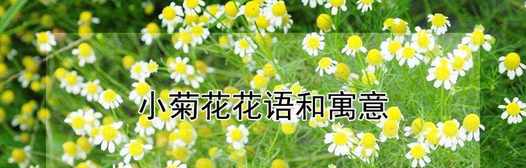 菊花的花语有哪些？菊花代表了什么？