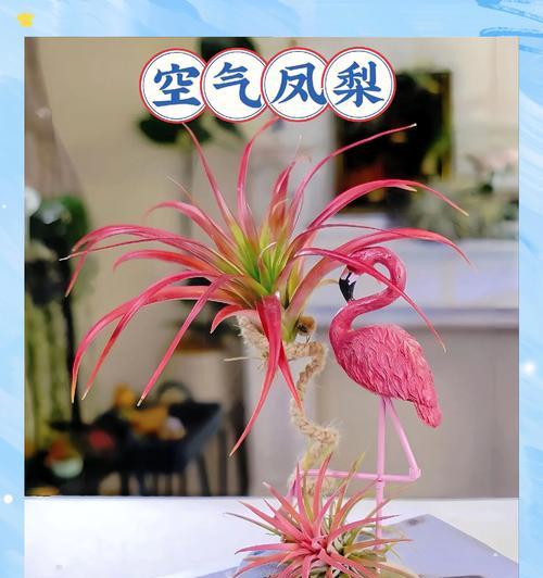 火焰凤梨的花语是什么？火焰凤梨代表了什么？