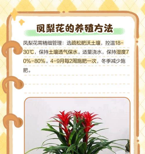 火焰凤梨的花语是什么？火焰凤梨代表了什么？