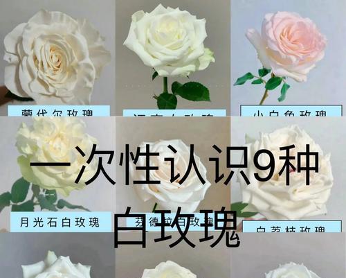 白玫瑰的花语和寓意是什么？