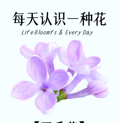 白百和的花语有哪些特别之处？