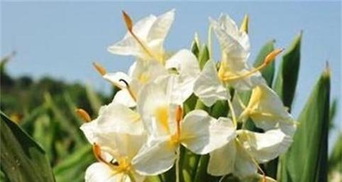 白百和的花语有哪些特别之处？