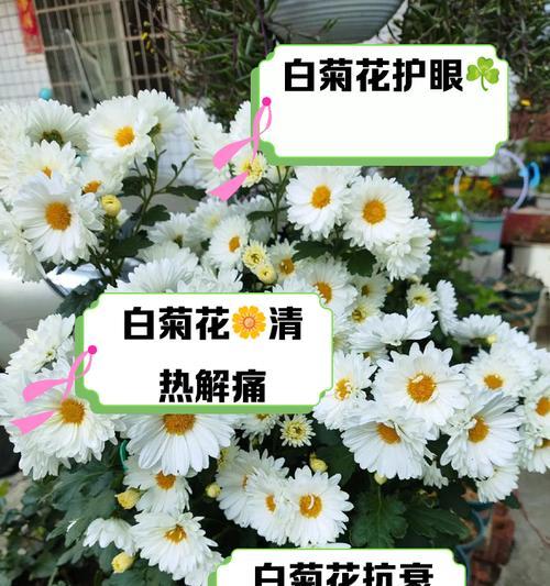 白百和的花语有哪些特别之处？