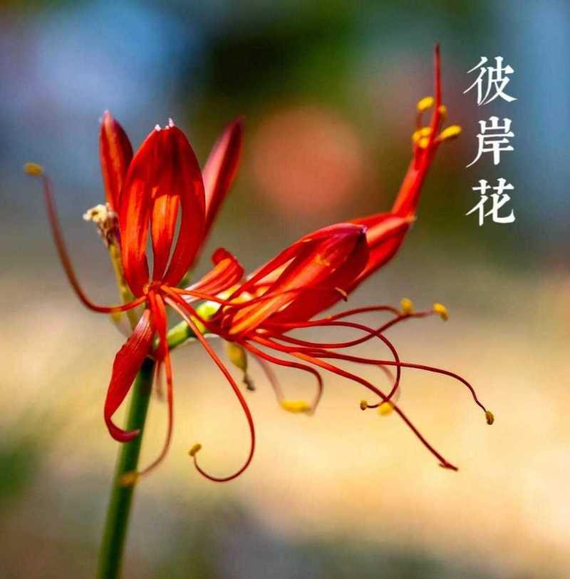 曼莎珠华的花语为何与其它花相反？