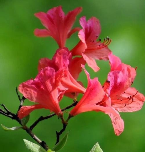 杜鹃花的花语及其象征意义是什么？