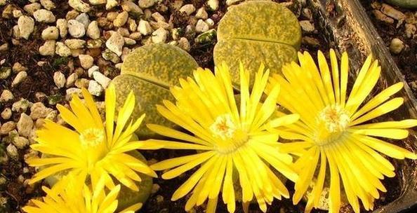 生石花的花语和含义是什么？它代表了哪种情感？