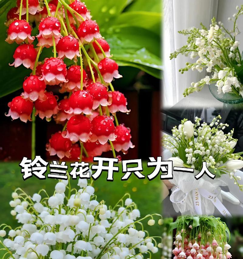 铃兰花花语是什么语？有哪些特别含义？