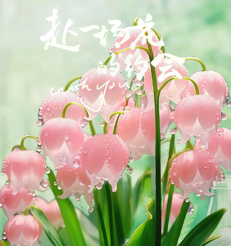 铃兰花花语是什么语？有哪些特别含义？