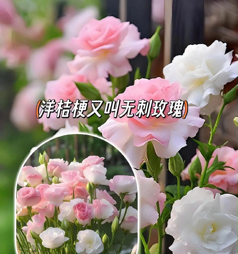 洋橘梗的花语及寓意是什么？它代表了什么？