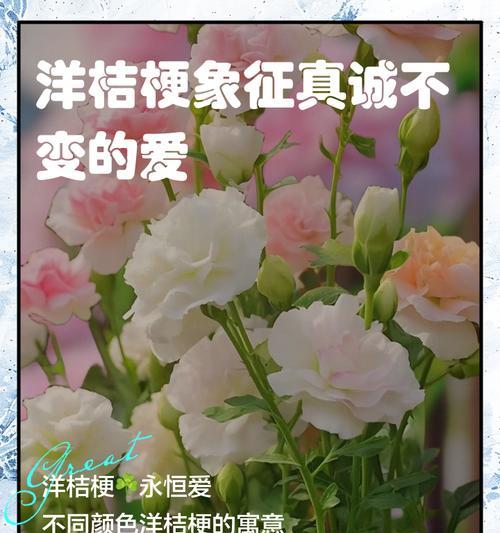 洋橘梗的花语及寓意是什么？它代表了什么？