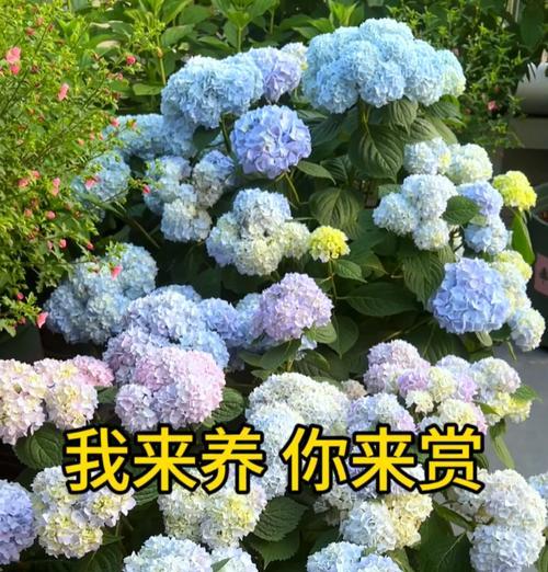 花语是生活美满的花有哪些？它们代表了什么？
