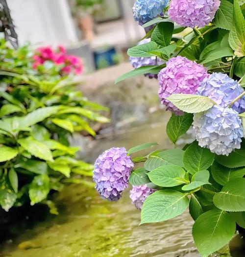 花语是生活美满的花有哪些？它们代表了什么？