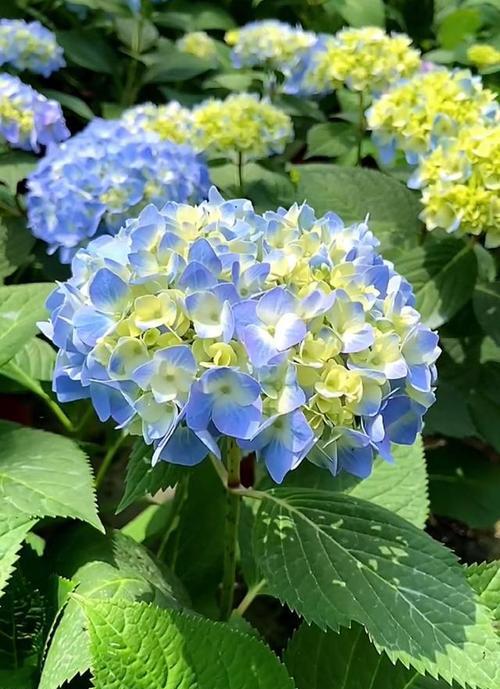 花语是生活美满的花有哪些？它们代表了什么？