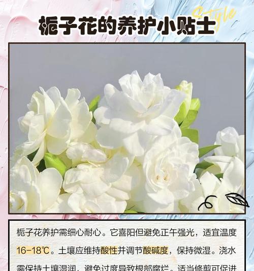 栀子花的花语和象征是什么？它代表了什么？