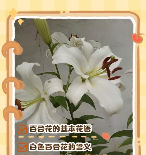 让人开心的花语的花有哪些？它们的花语是什么？